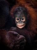 Baby Barney Poster och Canvastavla