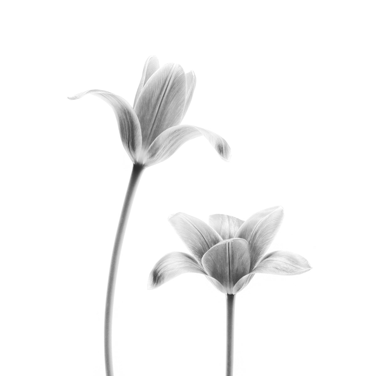 First tulips Poster och Canvastavla