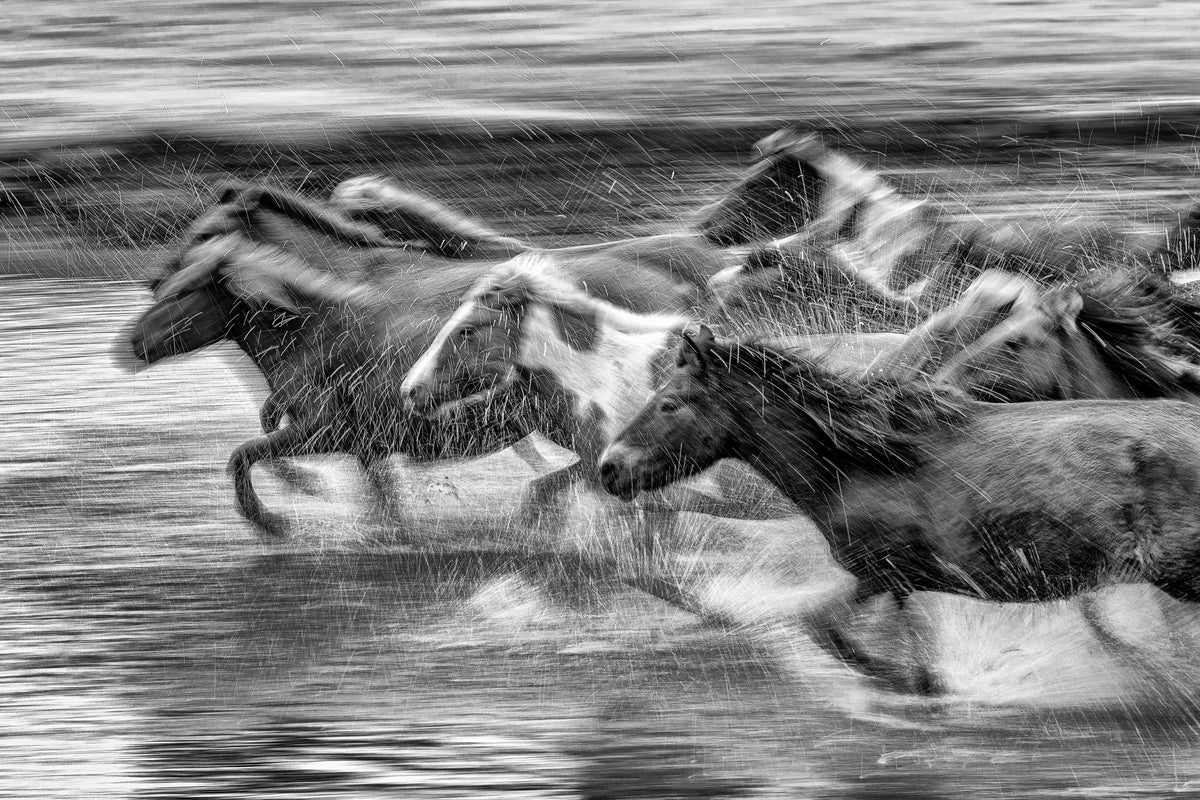 Mongolia Horses Poster och Canvastavla