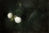 snowberry Poster och Canvastavla