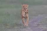 Carrying and moving Poster och Canvastavla