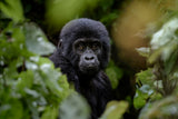 gorilla Poster och Canvastavla