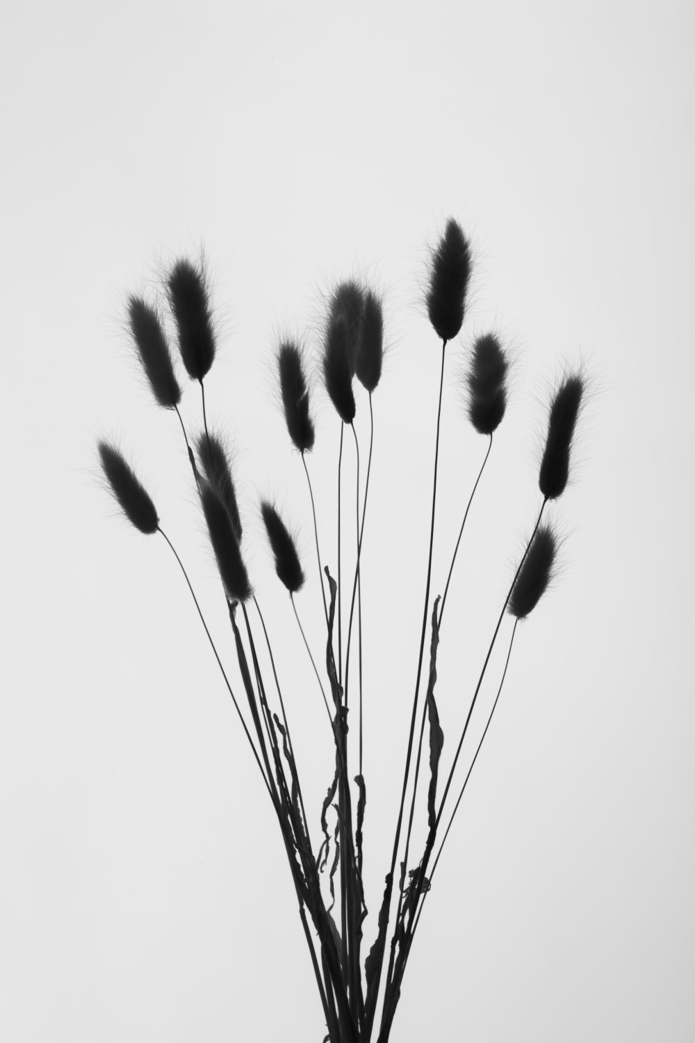 Bunny Grass No 2 Poster och Canvastavla