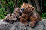 Mother's bear shaking Poster och Canvastavla
