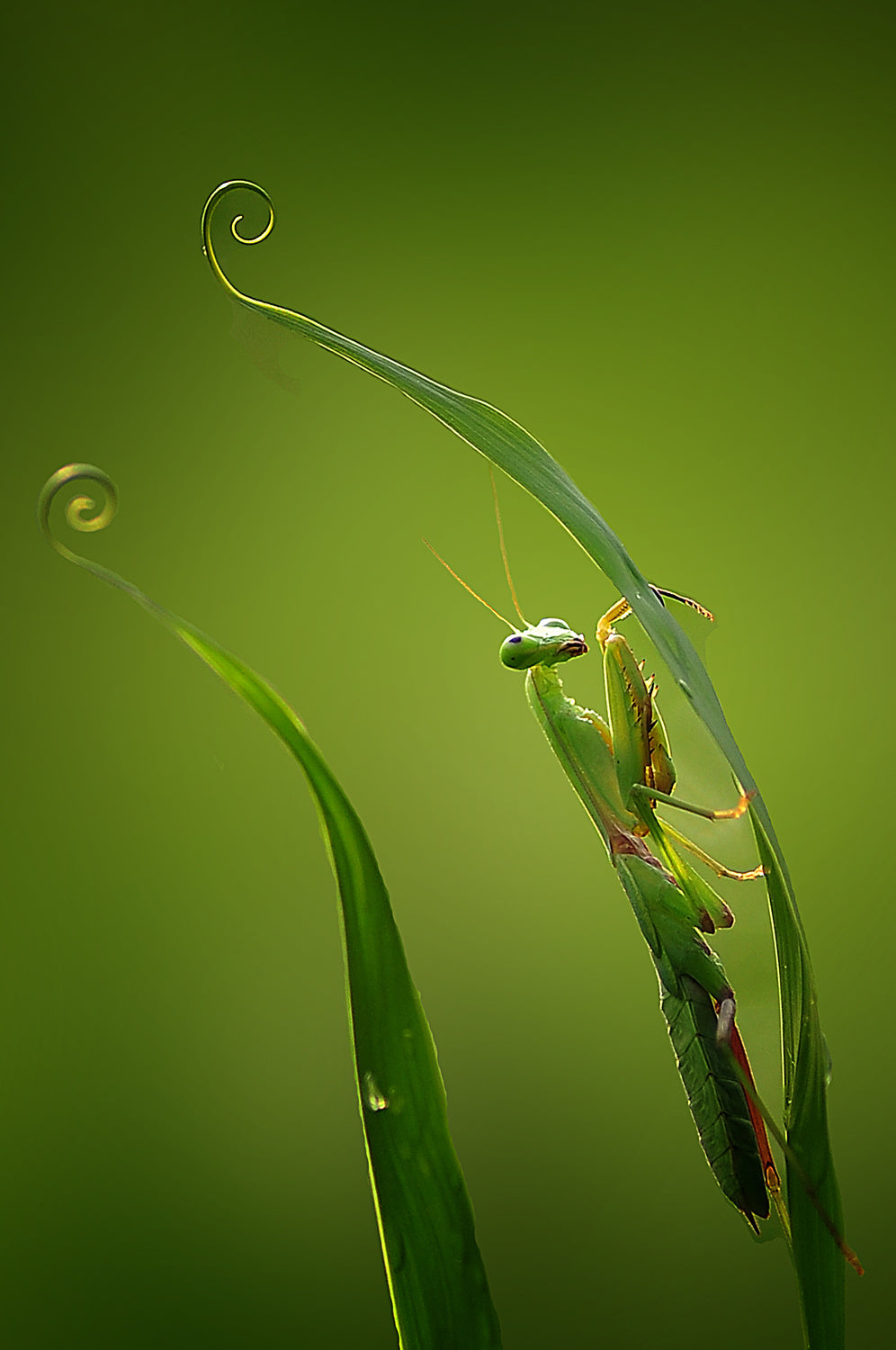 Mantis nongkrong Poster och Canvastavla