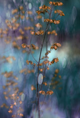 Light Dance with Flowers Poster och Canvastavla