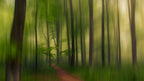 The Green Forest. Poster och Canvastavla