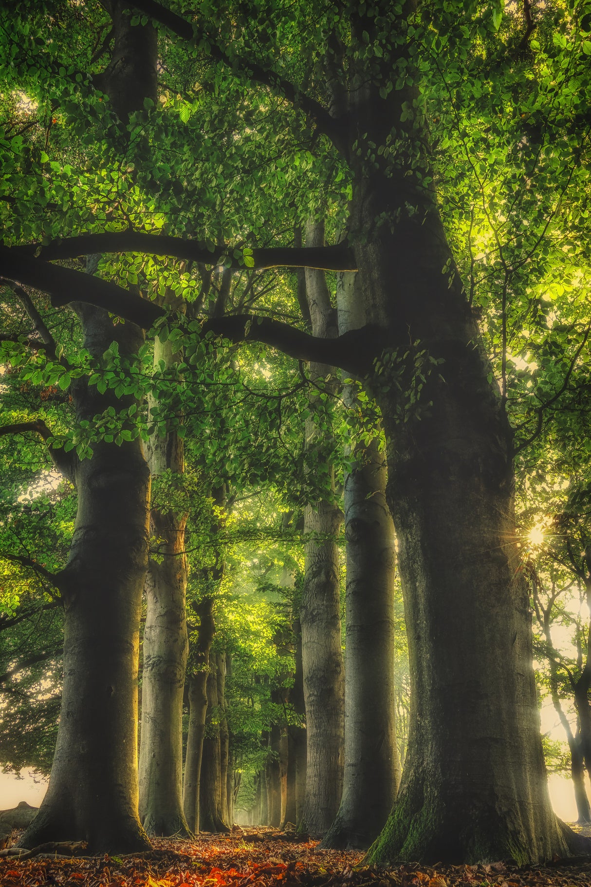 big feet Poster och Canvastavla