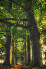 big feet Poster och Canvastavla