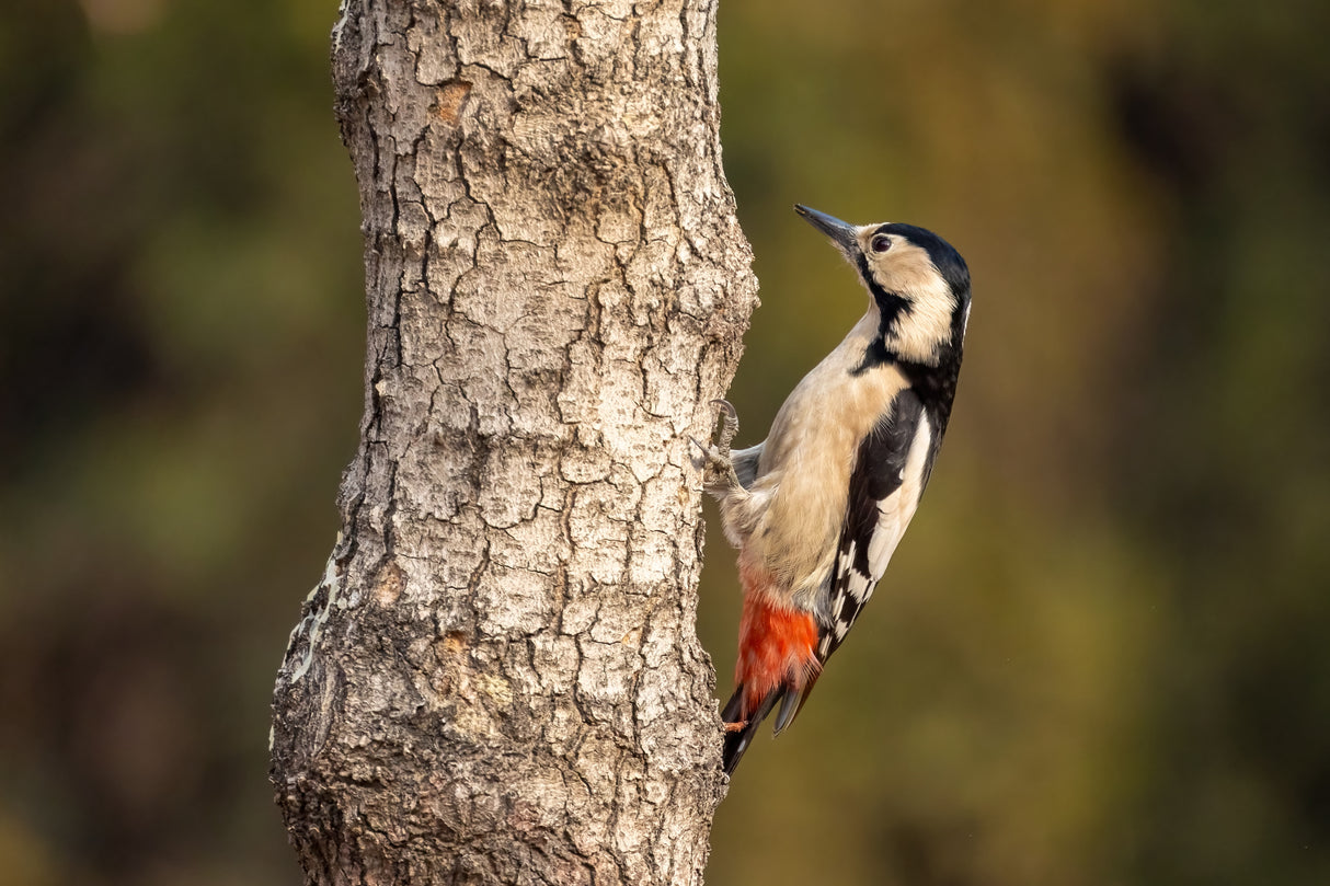 Syrian woodpecker Poster och Canvastavla