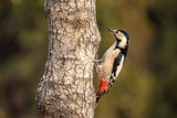 Syrian woodpecker Poster och Canvastavla