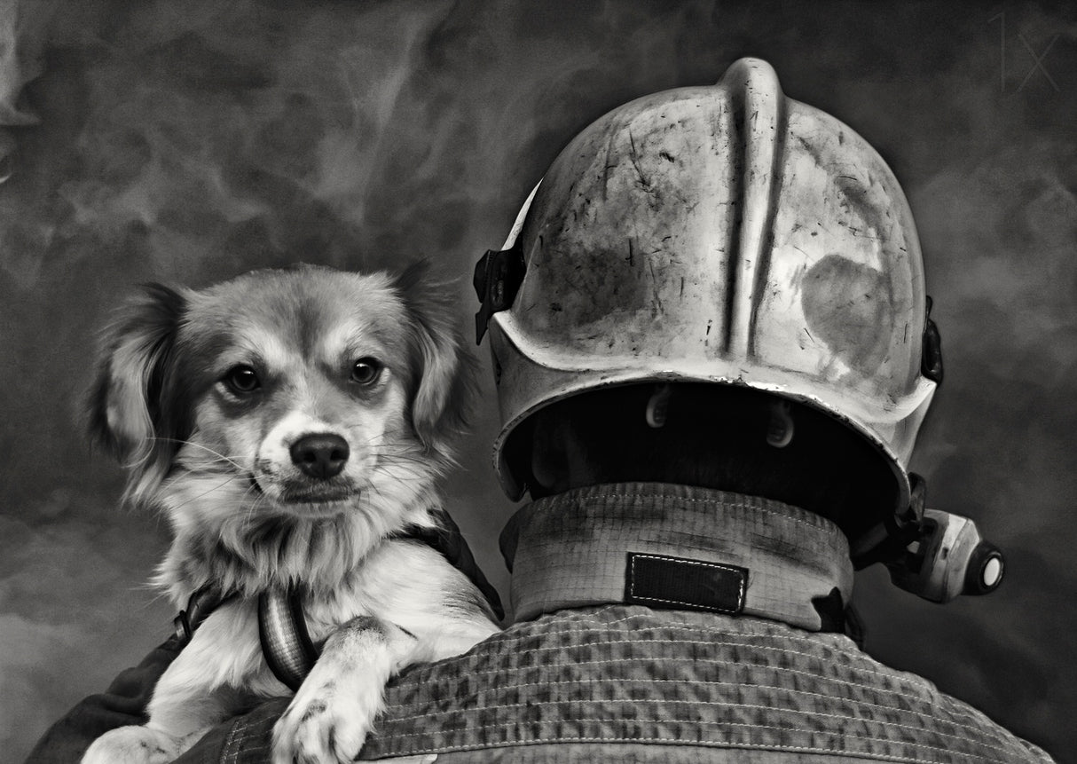 Dog's Best Friend. Poster och Canvastavla