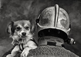 Dog's Best Friend. Poster och Canvastavla