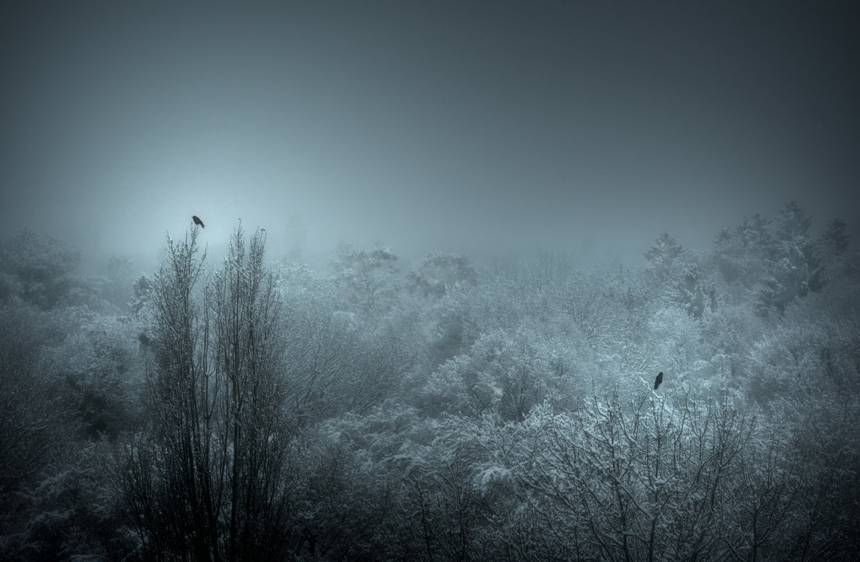 winter light Poster och Canvastavla