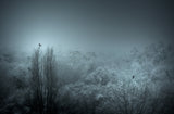 winter light Poster och Canvastavla
