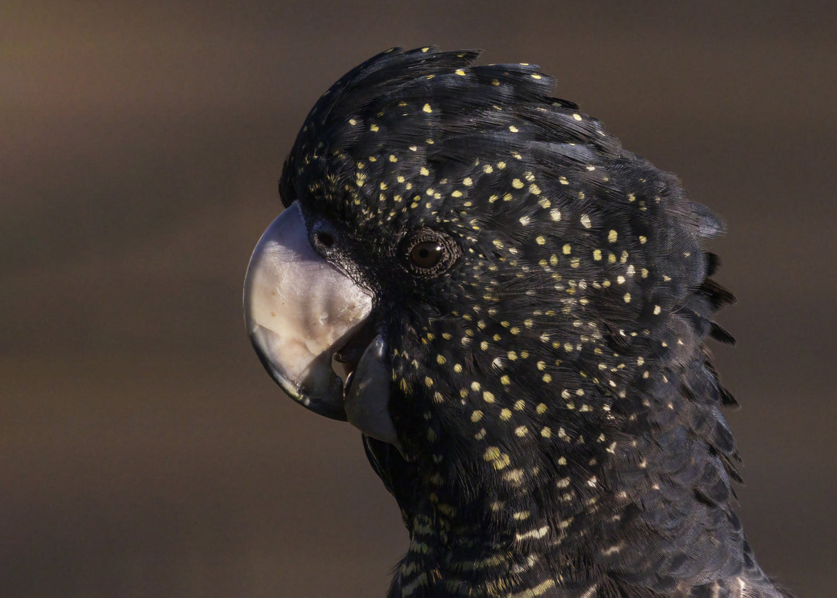 Close up to a Cockatoo Poster och Canvastavla