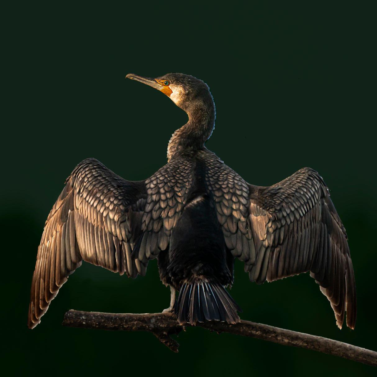 Cormorant Poster och Canvastavla
