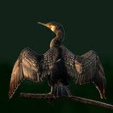 Cormorant Poster och Canvastavla