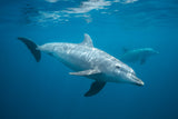 Curious Dolphin Poster och Canvastavla