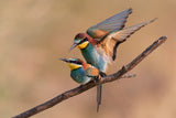 Bee-Eater Poster och Canvastavla