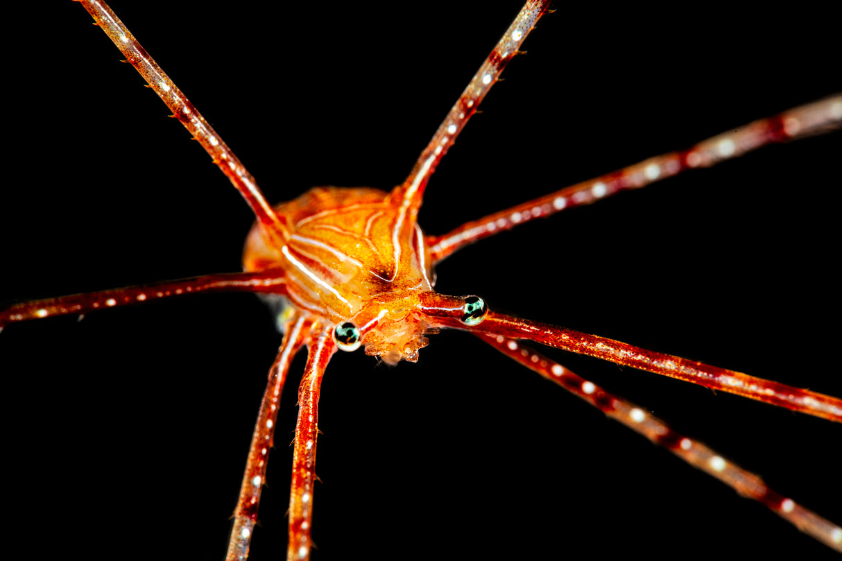 Spider squat lobster Poster och Canvastavla