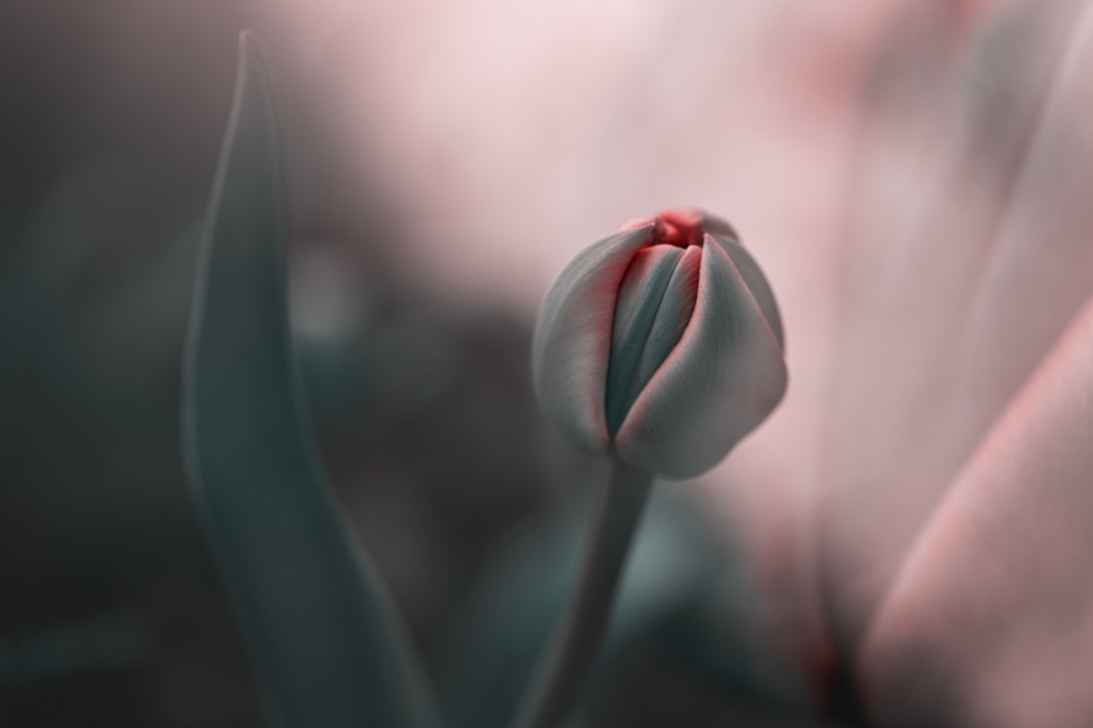 ...sweet daydream Poster och Canvastavla