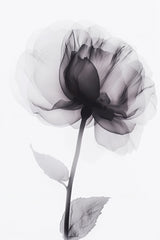 X Ray 3 Poster och Canvastavla