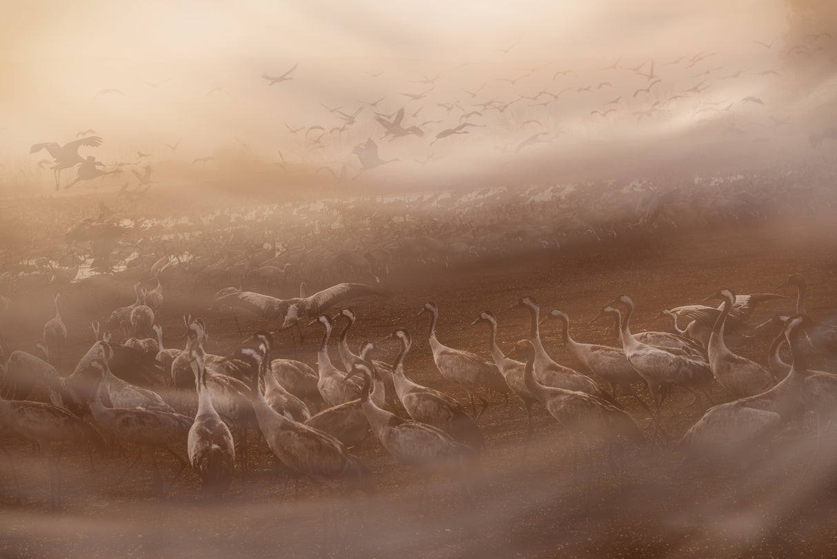 First gray streaks of dawn Poster och Canvastavla