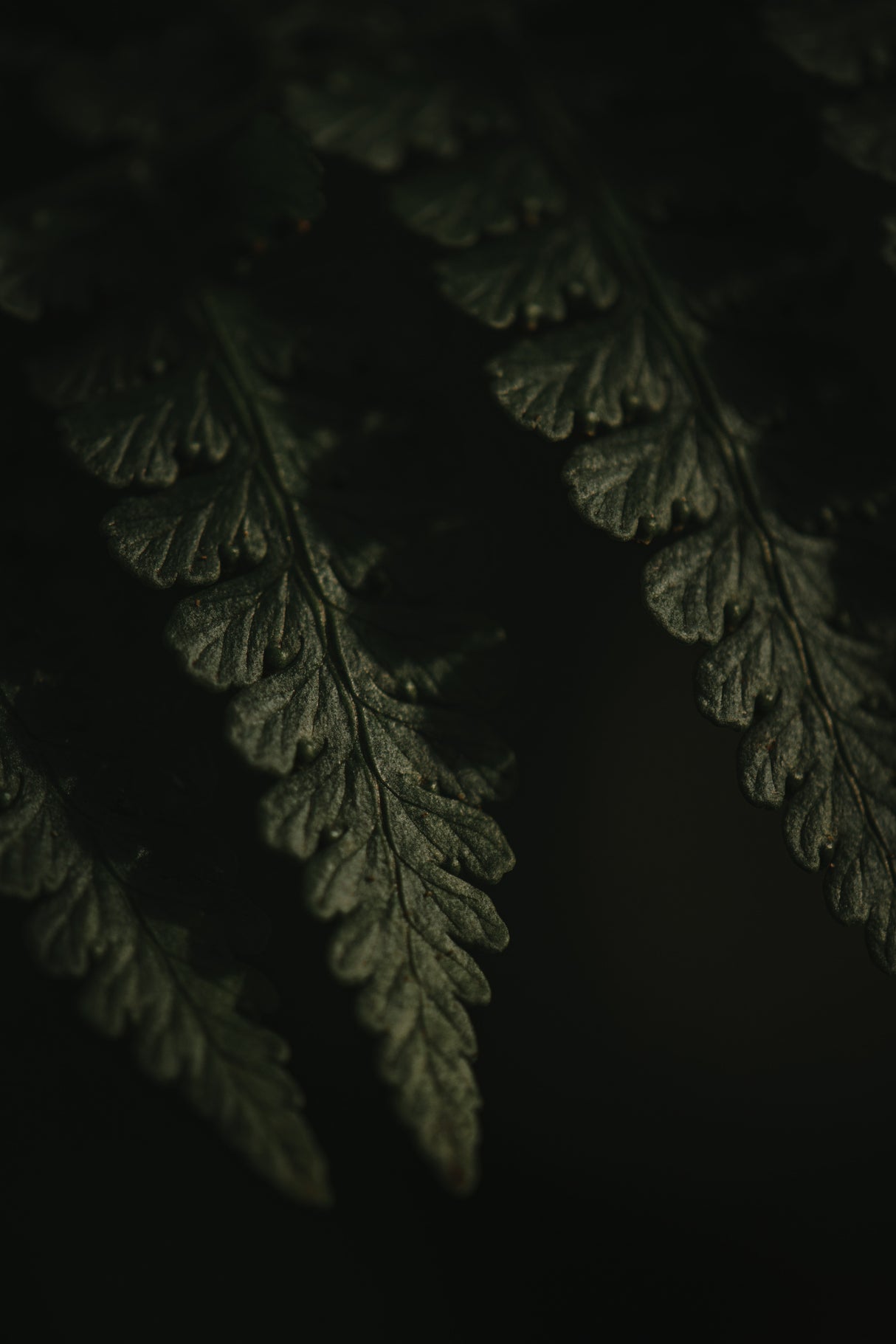 Botanical Series - Fern 1/2 Poster och Canvastavla