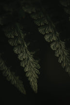Botanical Series - Fern 1/2 Poster och Canvastavla