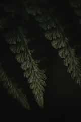 Botanical Series - Fern 1/2 Poster och Canvastavla