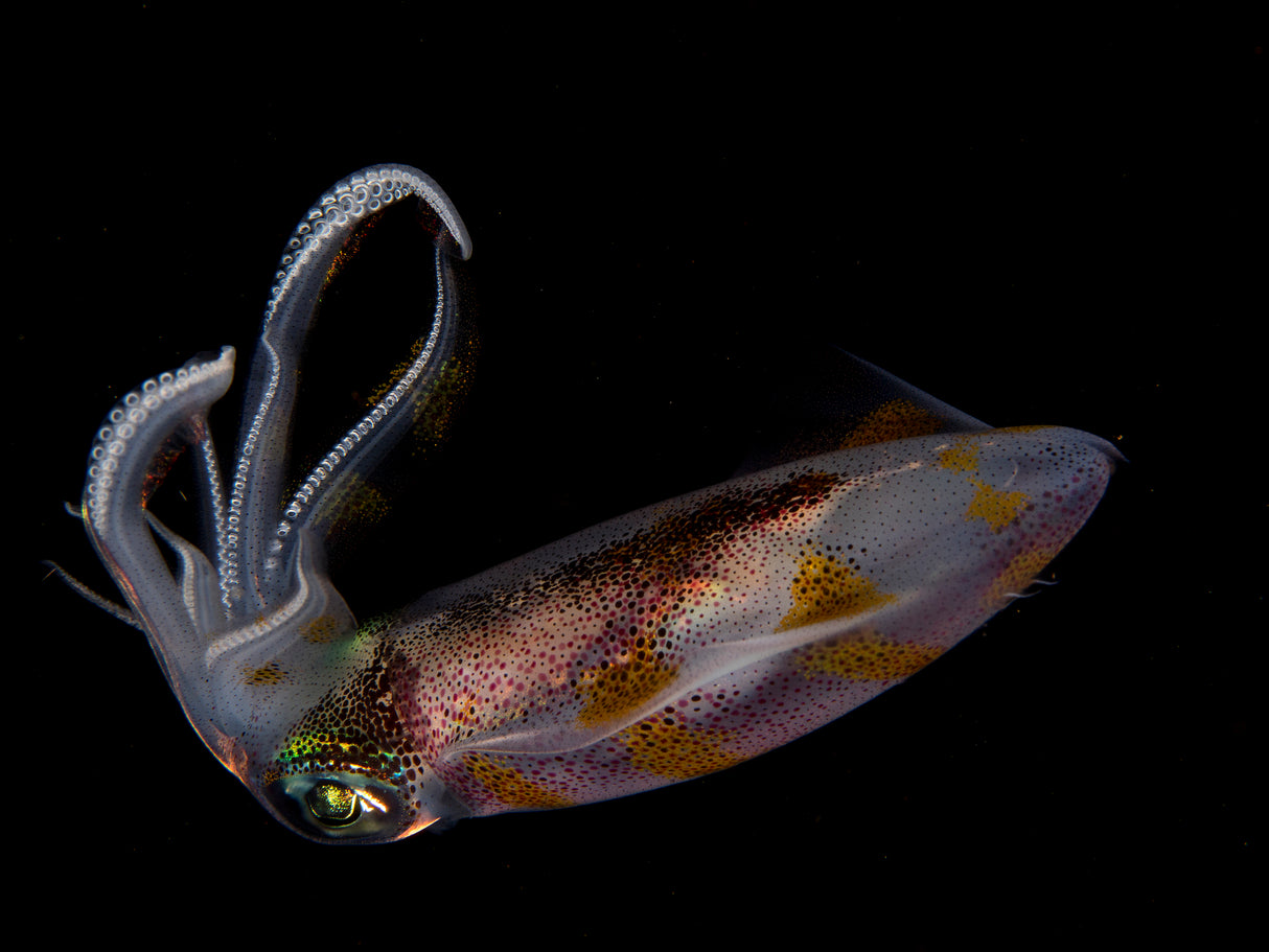 Squid Poster och Canvastavla