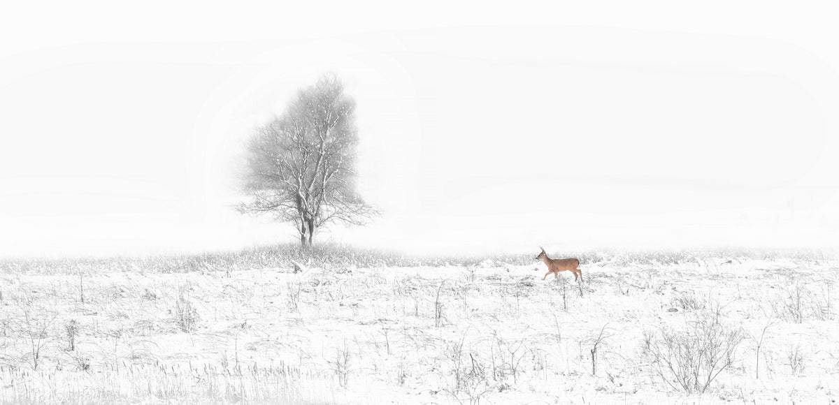 Christmas Coming Poster och Canvastavla