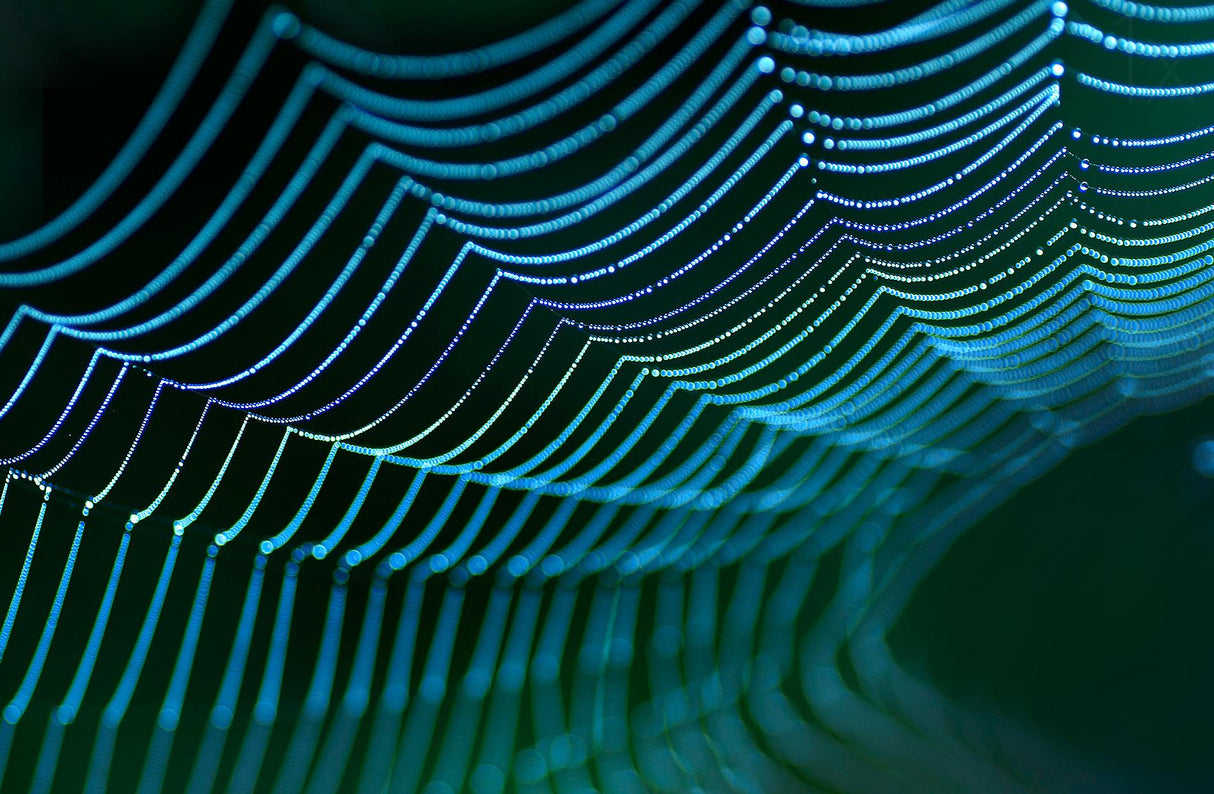 Spider's web. Poster och Canvastavla
