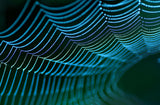 Spider's web. Poster och Canvastavla
