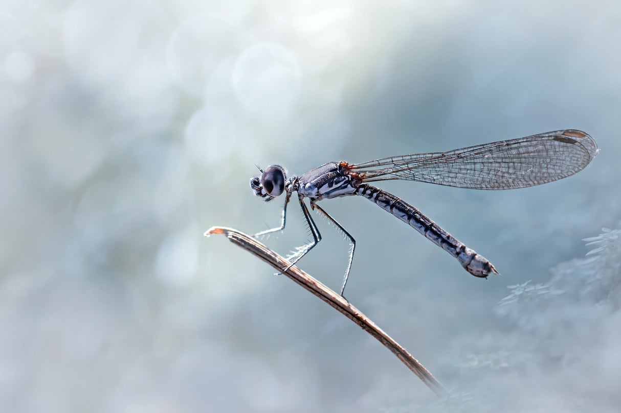 Daylight Damselfly Poster och Canvastavla