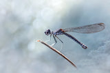 Daylight Damselfly Poster och Canvastavla