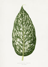 Dieffenbachia Seguina Leaf Illustration Poster och Canvastavla