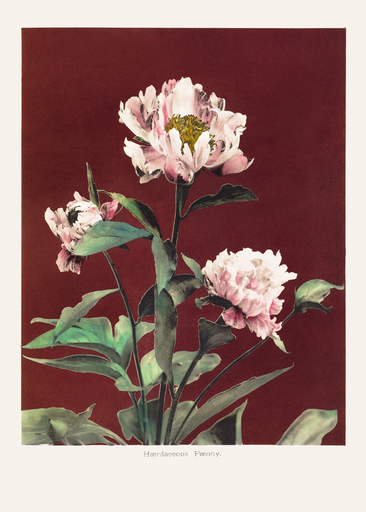 Hærdaceous Peony no2 Poster och Canvastavla