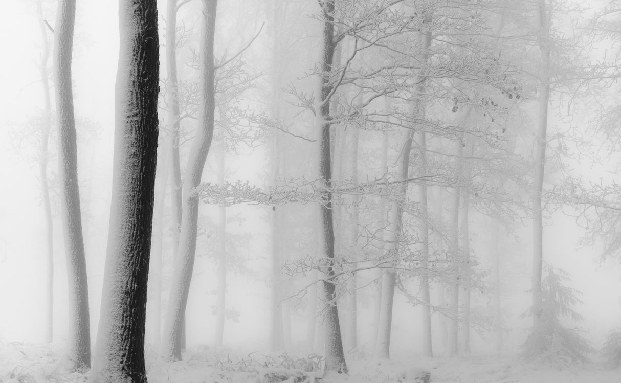 White universe Poster och Canvastavla
