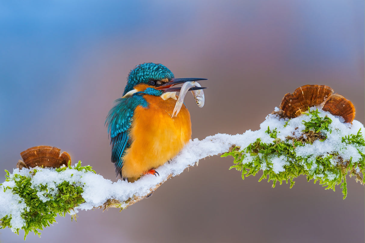 Kingfisher in winter Poster och Canvastavla