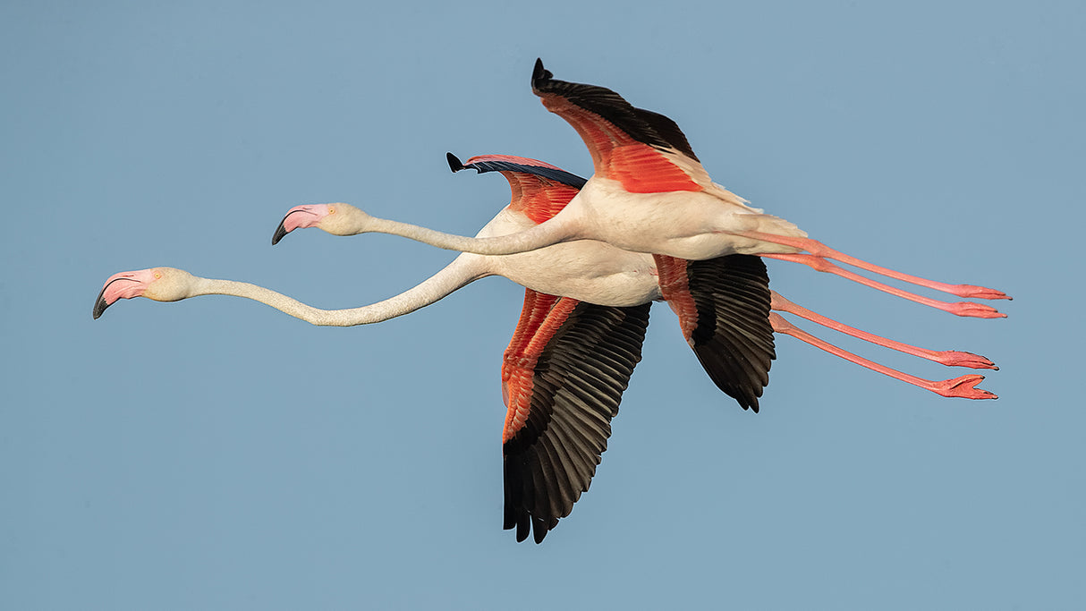 Flamingos in flight Poster och Canvastavla