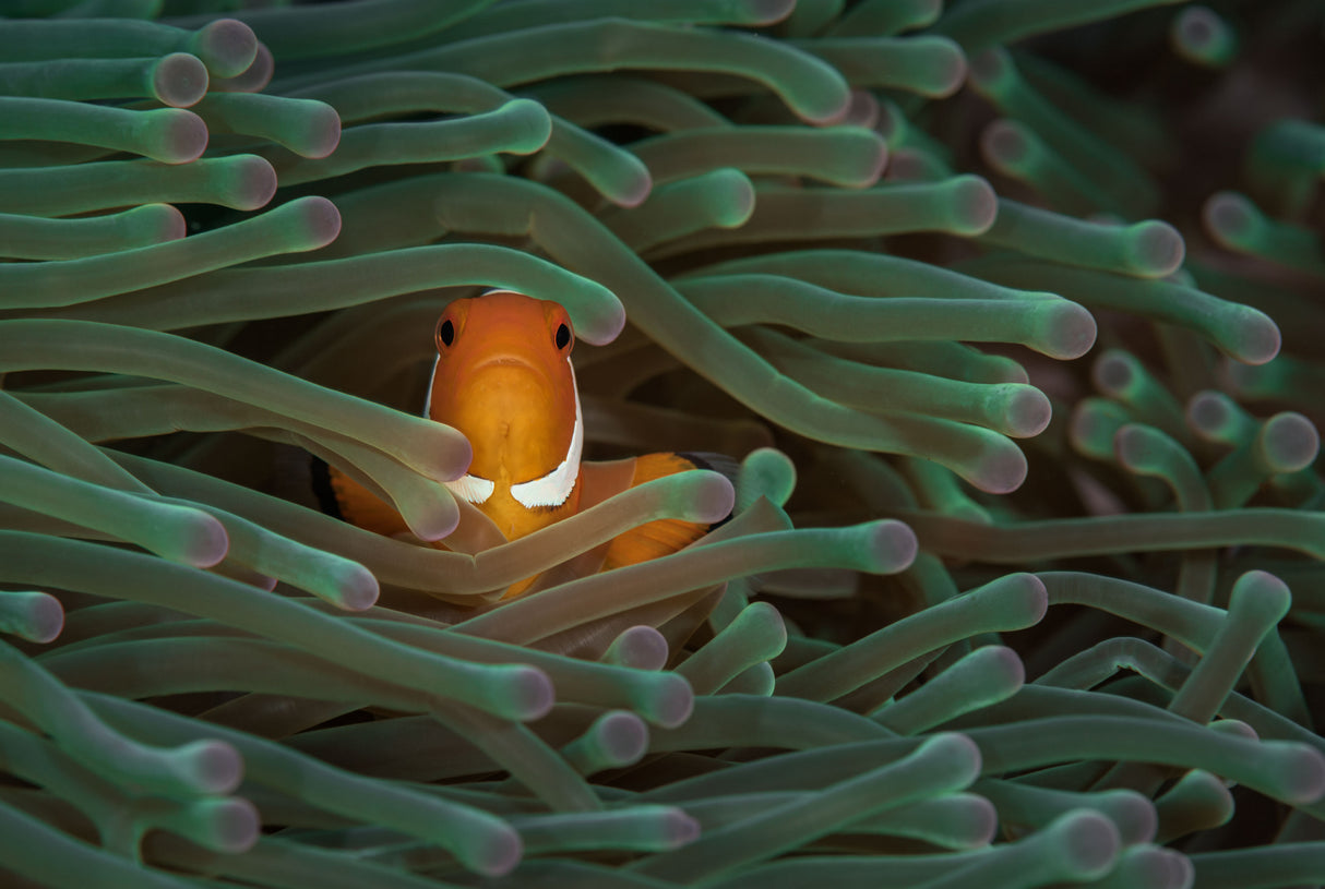 Nemo Poster och Canvastavla