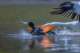Pelicon &amp; Cormorant Poster och Canvastavla