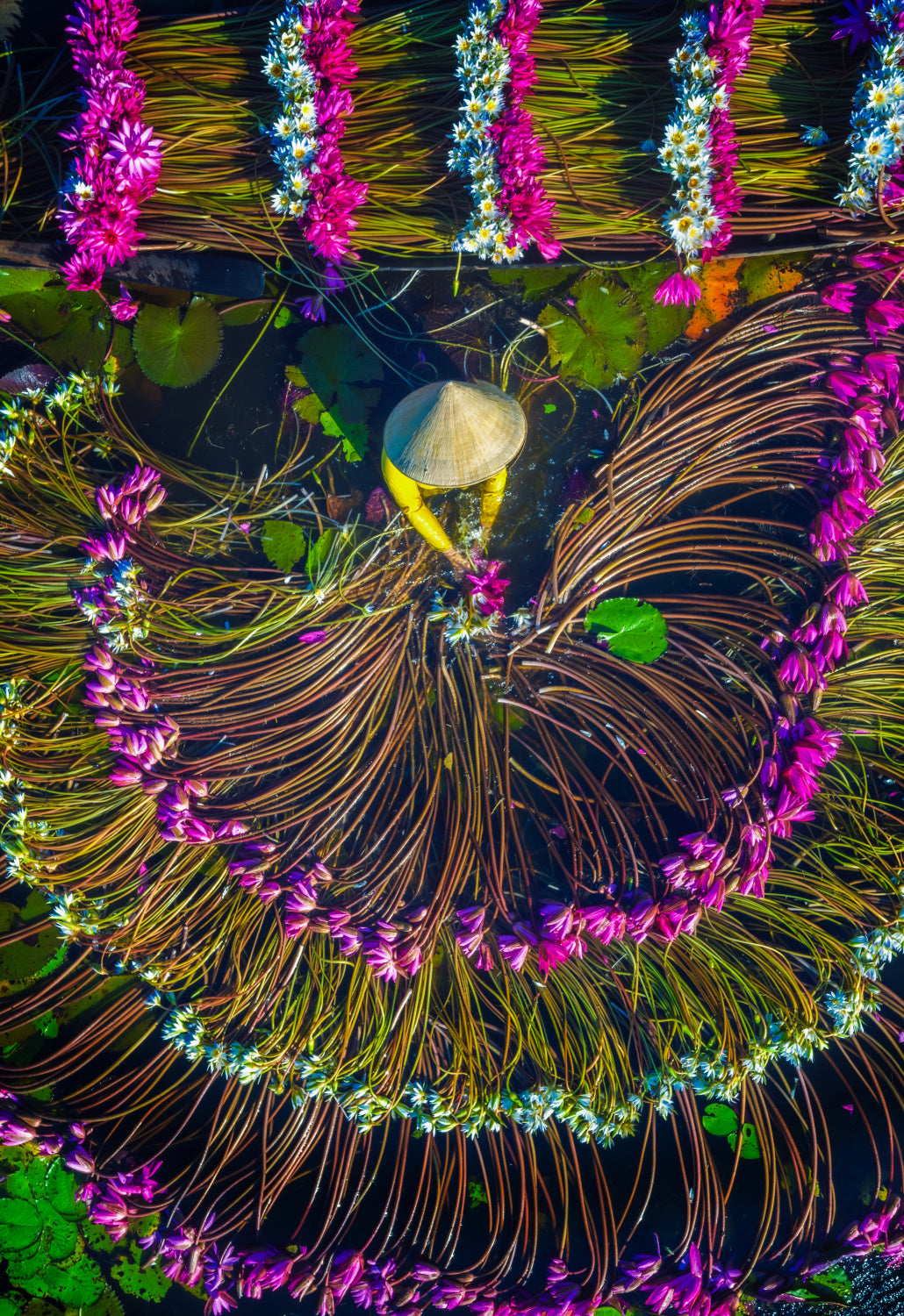 Harvesting water lilies Poster och Canvastavla