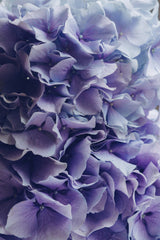 Pure Hydrangea Poster och Canvastavla