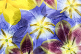 Tulips Poster och Canvastavla