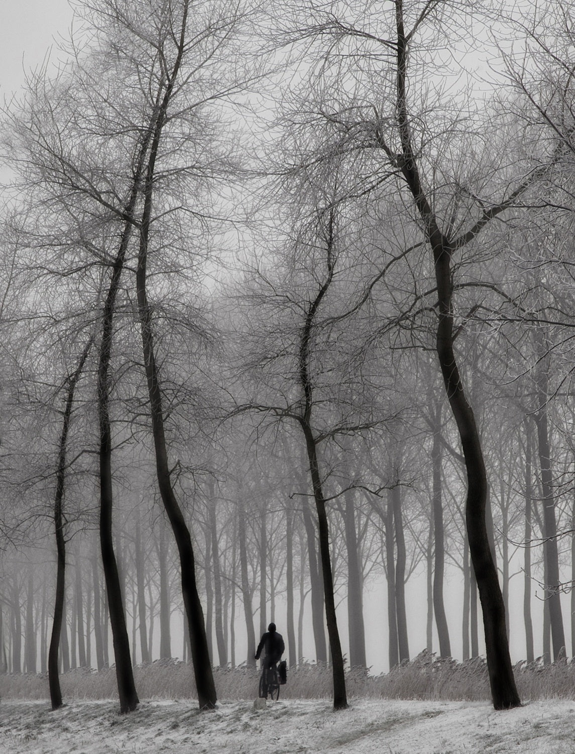 When winter knocks on the door ... Poster och Canvastavla