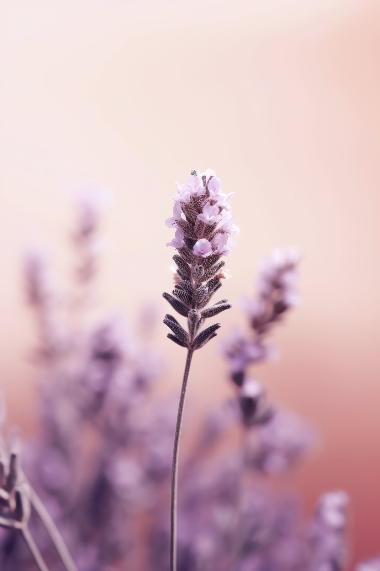 Lavender Detail Poster och Canvastavla