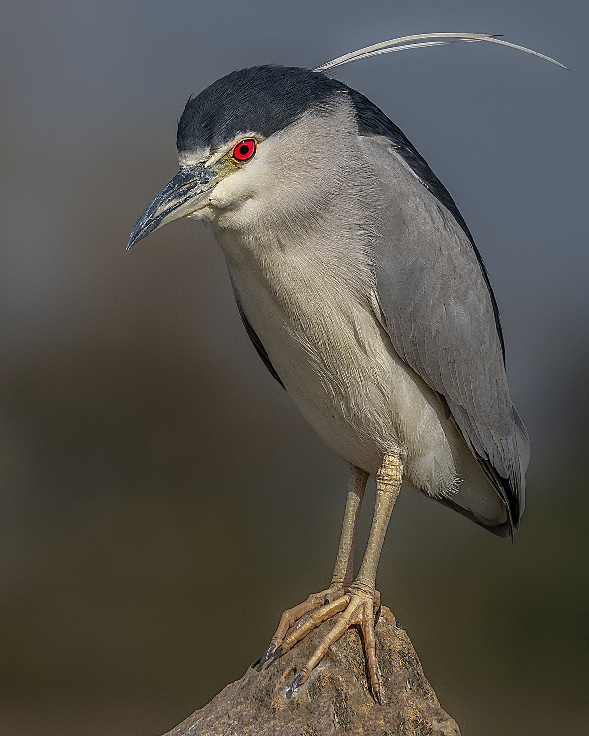 Portrait of a night heron Poster och Canvastavla